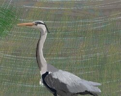 Grey heron
